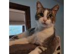 Adopt Callie a Gray or Blue Domestic Shorthair / Mixed cat in Buffalo