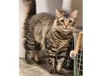 Adopt Bixby a Gray, Blue or Silver Tabby Domestic Mediumhair / Mixed (medium