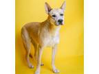 Adopt Josey - $75 Adoption Fee Diamond Dog a Tan/Yellow/Fawn Shepherd (Unknown