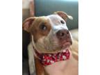 Adopt Spencer in Richmond VA a Red/Golden/Orange/Chestnut - with White Pit Bull