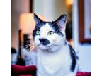 Adopt Carson a Black & White or Tuxedo Domestic Shorthair / Mixed (short coat)