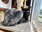 Adopt Roman a All Black Domestic Mediumhair / Mixed (long coat) cat in Ferndale