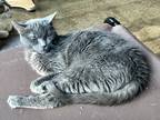 Adopt Mallory a Gray or Blue Domestic Shorthair / Mixed (short coat) cat in