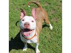 Adopt Chloe a Pit Bull Terrier, Mixed Breed