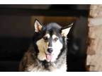 Adopt Brulee a Tricolor (Tan/Brown & Black & White) Siberian Husky / Mixed dog