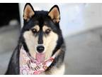 Adopt Brulee a Tricolor (Tan/Brown & Black & White) Siberian Husky / Mixed dog