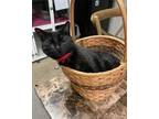 Adopt Alexa a All Black Domestic Shorthair / Mixed (short coat) cat in
