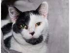 Adopt Pumpkin Pounce Quick a Black & White or Tuxedo Domestic Shorthair / Mixed