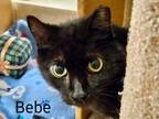 Adopt BeBe - North Conroe Petsmart a Bombay, Domestic Short Hair