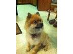 Adopt APOLLO a Pomeranian / Mixed dog in Westhampton, MA (37923475)