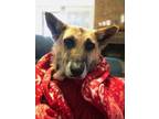 Adopt Haven a Brown/Chocolate - with Black German Shepherd Dog / Mixed dog in