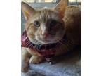 Adopt Cannoli a Orange or Red Domestic Shorthair / Mixed (short coat) cat in