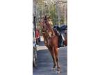 Stunning Red Chocolate 15H Trail Horse