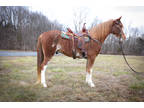 Big 15.2 Hand Spotted Saddle Gelding, Fun to Ride