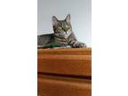 Adopt Dixie a Brown Tabby American Shorthair / Mixed (short coat) cat in