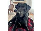 Adopt Max a Black - with White Labrador Retriever / Mixed dog in Phoenix