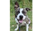 Adopt Lance a Brindle Mixed Breed (Large) / Mixed dog in Blackwood