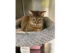 Adopt CHOLULA a Domestic Short Hair