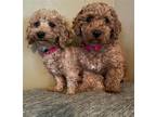 Adopt Howie and Jace (bonded) a Toy Poodle / Mixed dog in Fenton, MO (36892030)