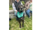 Adopt Dalton a Black - with Gray or Silver Labrador Retriever / Great Pyrenees /