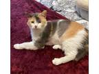 Adopt Half Moon Bay a Calico or Dilute Calico Calico / Mixed (short coat) cat in
