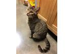 Adopt PENELOPE a Brown Tabby Domestic Shorthair / Mixed (short coat) cat in