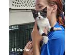 Adopt Lil Darion a All Black Domestic Shorthair / Domestic Shorthair / Mixed cat