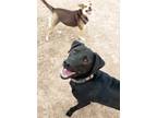Adopt **SHADOW a Black Labrador Retriever / Mastiff / Mixed dog in Peralta