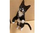 Adopt Musket a Domestic Shorthair / Mixed cat in Camden, SC (37953075)