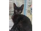 Adopt Silvio a All Black Domestic Shorthair / Mixed (short coat) cat in Margate