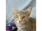 Adopt Tara a Gray or Blue Domestic Shorthair / Mixed (short coat) cat in