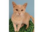 Adopt Safari a Orange or Red Domestic Shorthair / Mixed (short coat) cat in