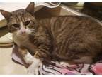 Adopt Teddy a Brown Tabby Domestic Shorthair / Mixed (short coat) cat in Los