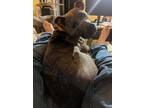 Adopt King a American Staffordshire Terrier / Mixed dog in Raleigh