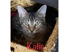 Adopt Katie a Brown Tabby Domestic Shorthair / Mixed (short coat) cat in Land O