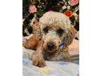 Adopt Jojo a Poodle (Miniature) / Mixed dog in Pueblo, CO (38008038)