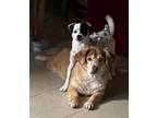 Adopt Chispita (Little Spark) a Jack Russell Terrier