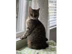 Adopt Miss Kitty a Tiger Striped American Shorthair / Mixed (short coat) cat in