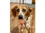 Adopt Penny a Coonhound / Mixed dog in Waynesville, NC (37858690)