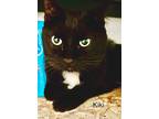 Adopt Kiki a Black & White or Tuxedo Domestic Mediumhair / Mixed cat in St.