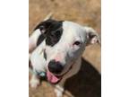 Adopt Quincy a American Pit Bull Terrier / Labrador Retriever / Mixed dog in Red