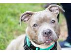 Adopt Layla a Gray/Silver/Salt & Pepper - with White American Pit Bull Terrier /