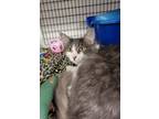 Adopt Chrissy a Domestic Long Hair, Domestic Short Hair