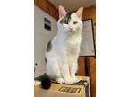 Adopt Patches a Domestic Short Hair