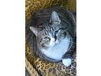 Adopt Cotton Candy a Brown Tabby Domestic Shorthair / Mixed (short coat) cat in