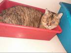 Adopt Eleanor a Brown Tabby Domestic Shorthair / Mixed (short coat) cat in