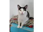 Adopt Wesley a Black & White or Tuxedo Domestic Shorthair / Mixed (short coat)