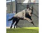 Adopt Diago a German Shepherd Dog / Mixed dog in San Diego, CA (37827527)