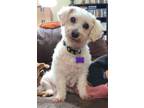 Adopt Marilyn a Bichon Frise, Mixed Breed