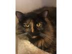 Adopt KIMMI a Tortoiseshell Domestic Mediumhair / Mixed (medium coat) cat in Oro